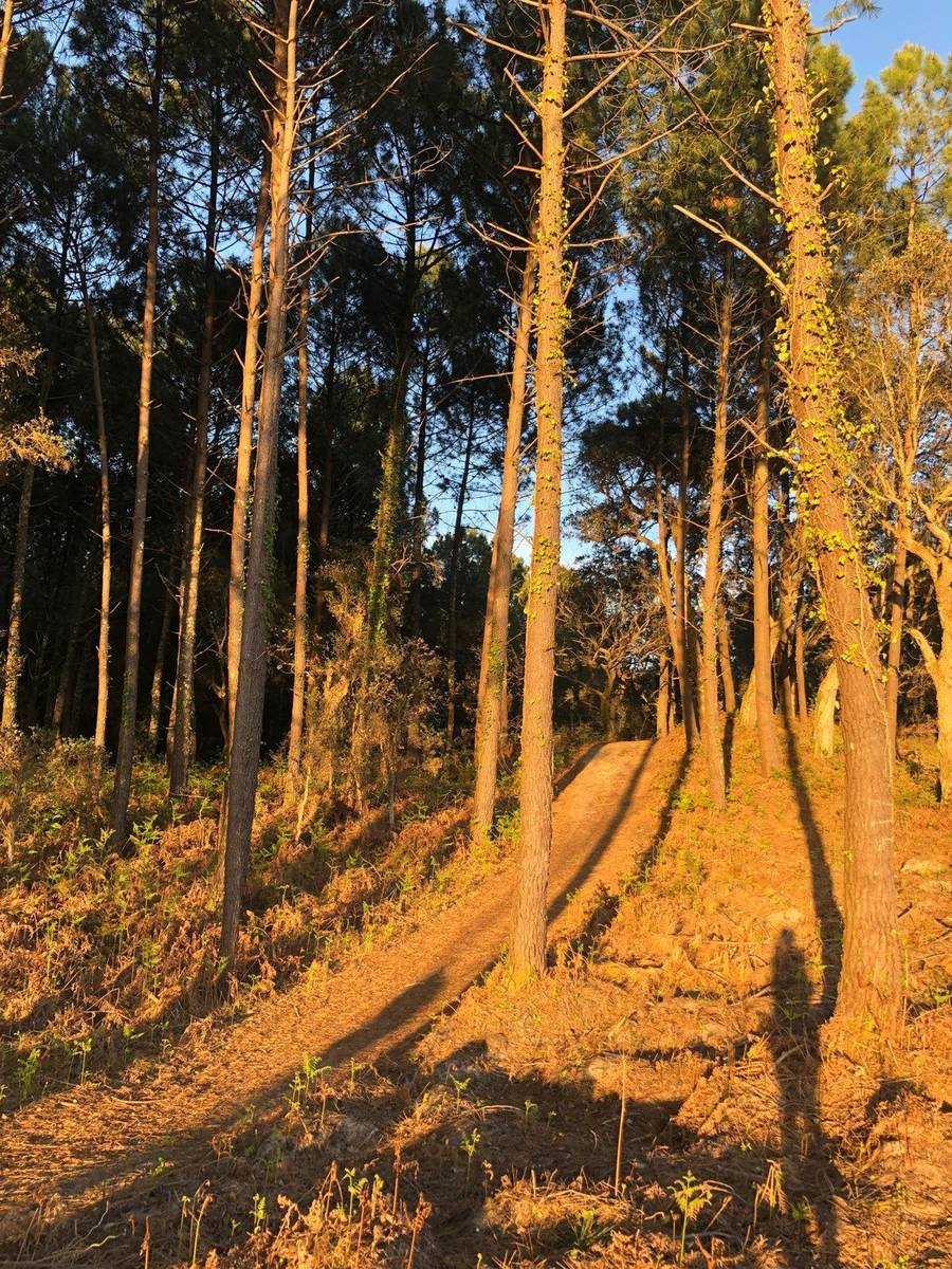 Sentier dans la forêt de pins vers la plage de Seignosse